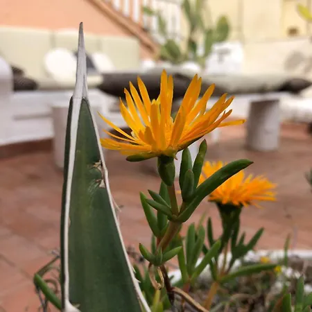 Terrace Navona Penthouse View Luxury Apartamento Roma